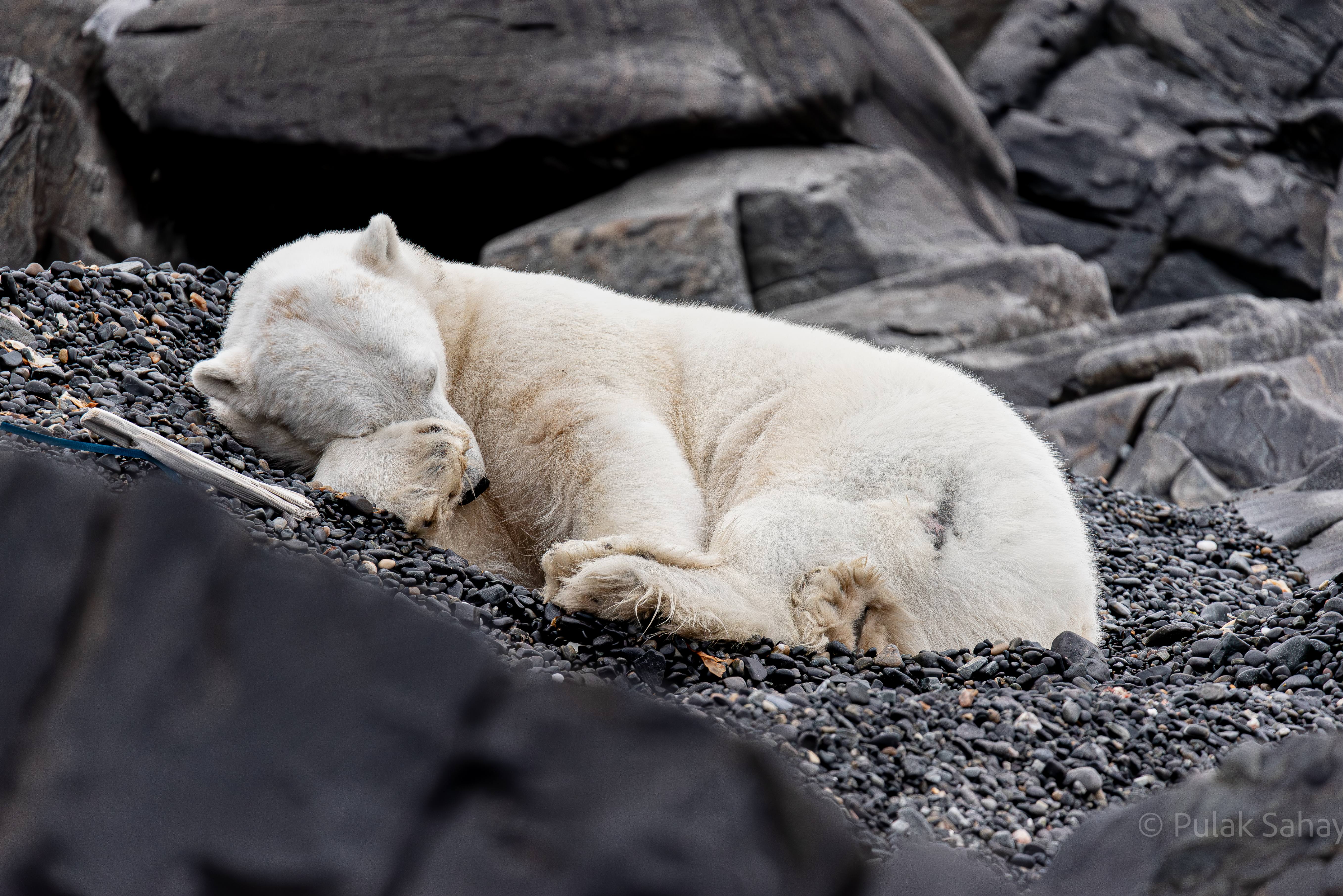 Polar bear sleeping under the cover of paw